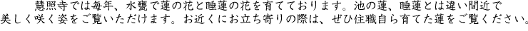 慧照寺では毎年、水甕で蓮の花と睡蓮の花を育てております。池の蓮、睡蓮とは違い間近で美しく咲く姿をご覧いただけます。お近くにお立ち寄りの際は、ぜひ住職自ら育てた蓮をご覧ください。